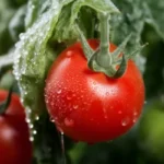 How to Protect Your Tomato Crops from Powdery Mildew