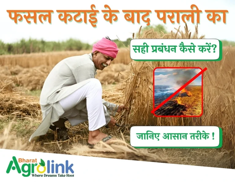 फसल कटाई के बाद पराली का सही प्रबंधन कैसे करें? जानिए आसान तरीके!