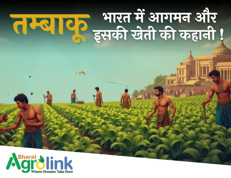 तम्बाकू : आखिर भारत में कैसे आया, इसकी खेती के बारे में जानिए।