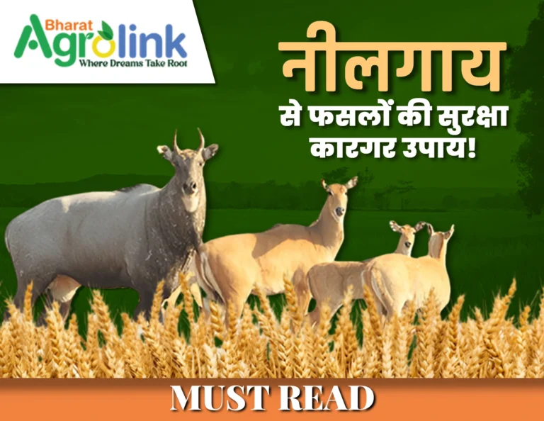 नीलगाय से फसलों की सुरक्षा: कारगर उपाय!
