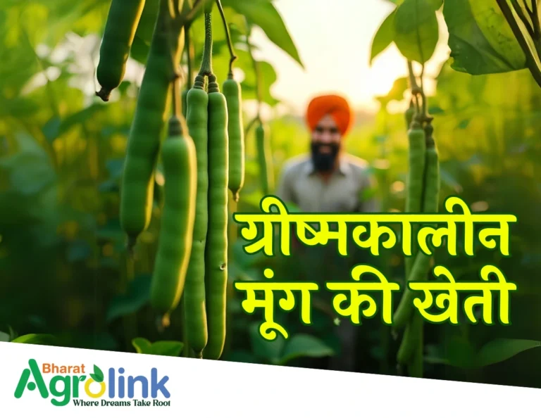 Moong ki Kheti
