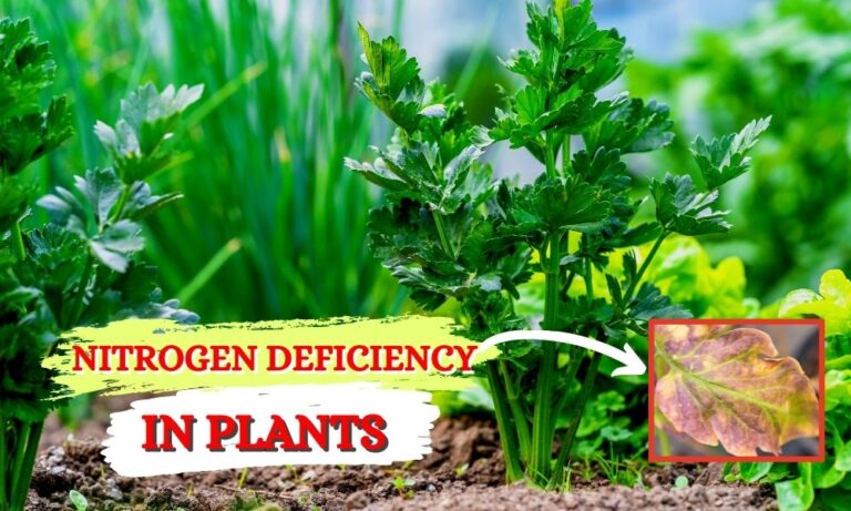 Nitrogen-Deficiency-in-Plants