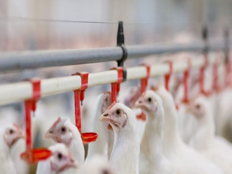 Poultry-Farming-16508689134x3