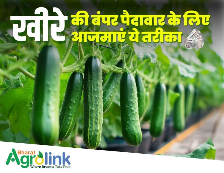 thumbnail blogs 01-04-2025 kheera