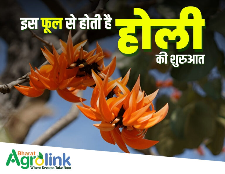 plash k phool ki holi