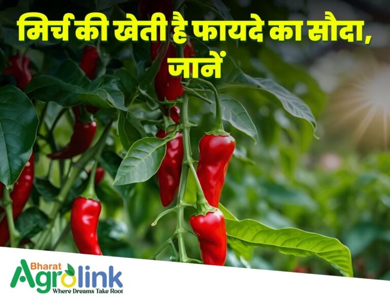thumbnail blogs 25-03-2025 chili[1]