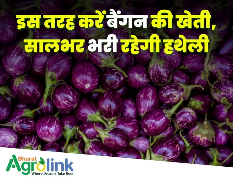 thumbnail blogs 28-03-2025 brinjal