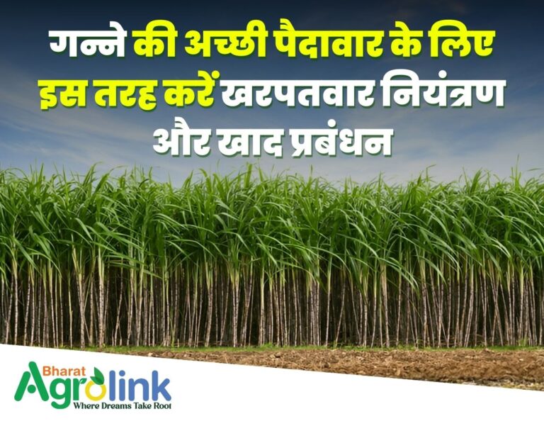 thumbnail blogs 28-03-2025 sugarcane
