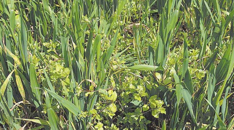 wheat-weed1