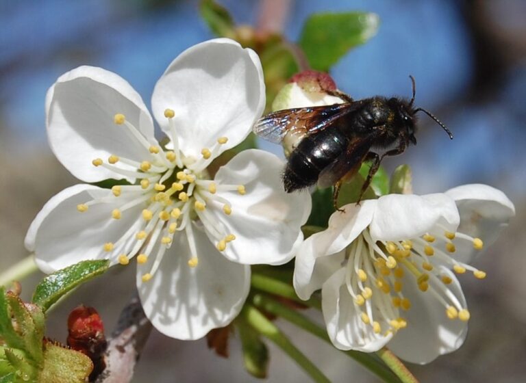 Protecting pollinators