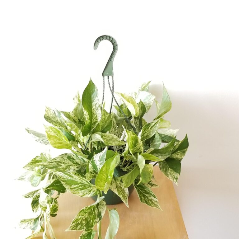 Marble Queen Pothos