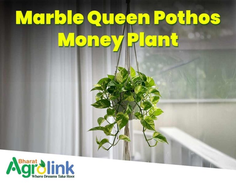 thumbnail blogs 04-04-2025 Marble Queen Pothos Money Plant