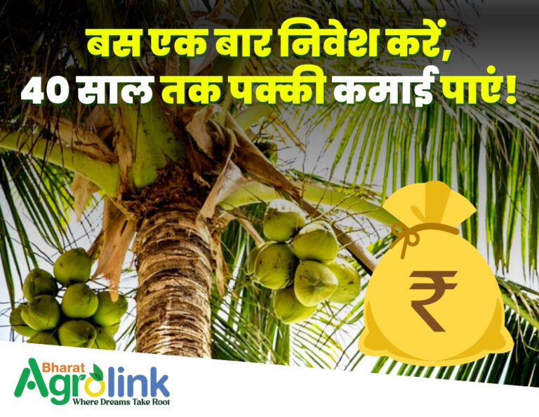 coconut farming