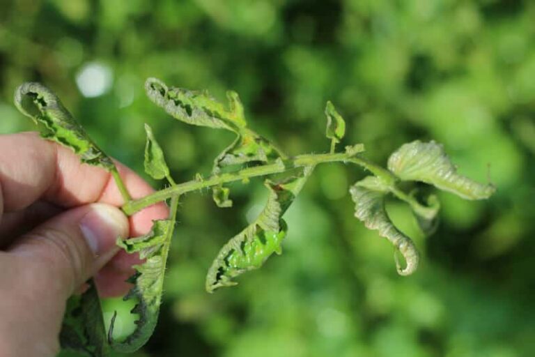 tomato-leaf-curl (2)