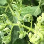 tomato-leaf-curl-cropped