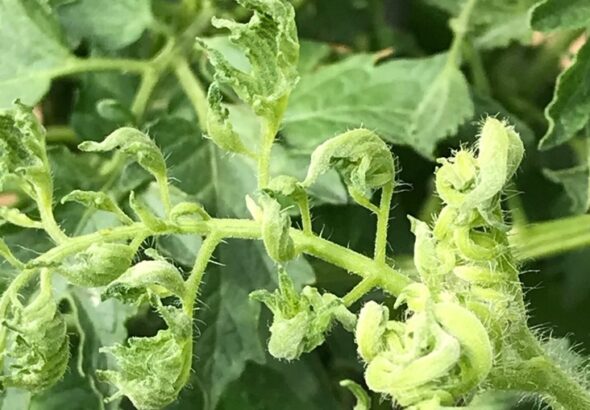 tomato-leaf-curl-cropped