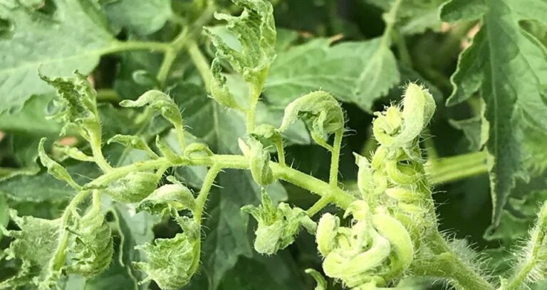 tomato-leaf-curl-cropped