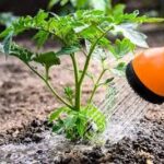 Plant Growth Promoter Seaweed